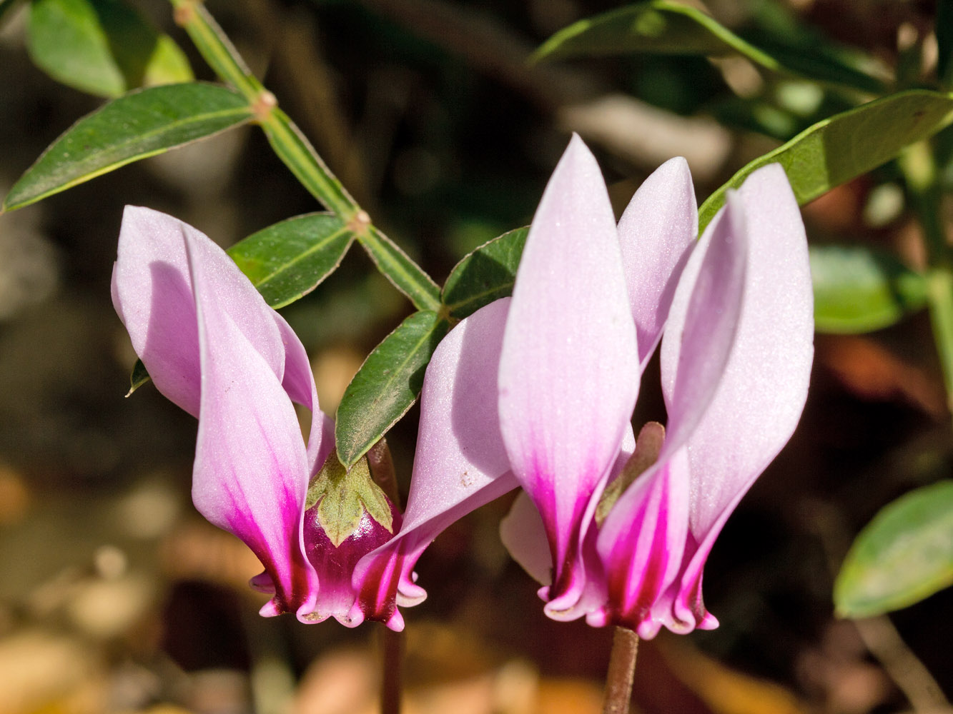 Image of Cyclamen hederifolium ssp. confusum specimen.