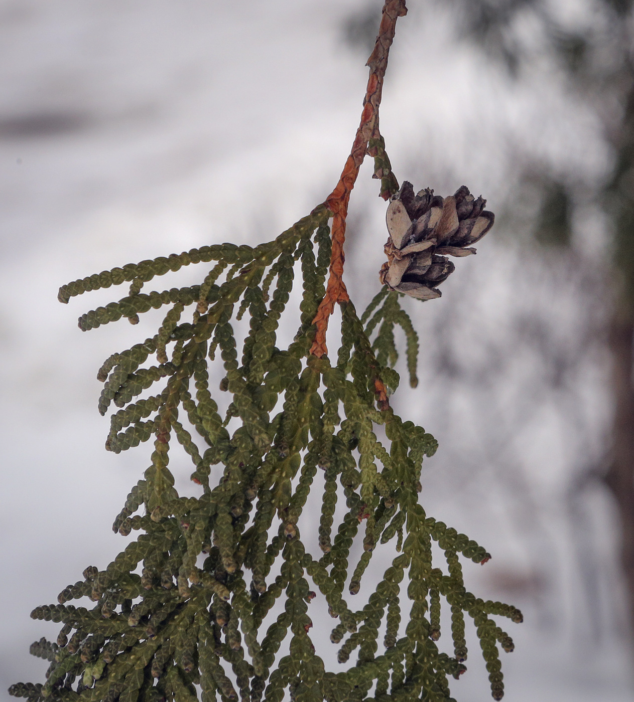 Image of Thuja occidentalis specimen.