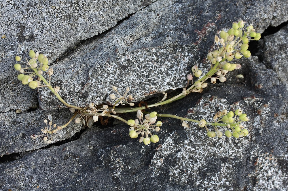 Image of Cochlearia officinalis specimen.