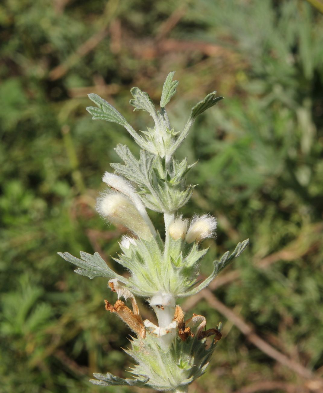 Image of Panzerina lanata specimen.