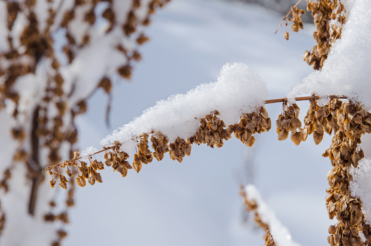 Image of genus Rumex specimen.