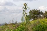 Ferula communis. Зацветающее растение. Израиль, окр. Латруна, на холме. 19.03.2022.