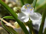 genus Tradescantia. Цветок. Марий Эл, г. Йошкар-Ола, мкр-н Гомзово, в культуре. 16.07.2022.