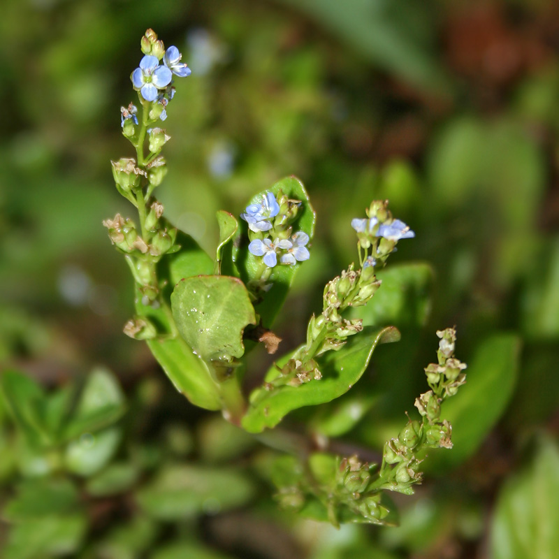 Image of Veronica anagallis-aquatica specimen.