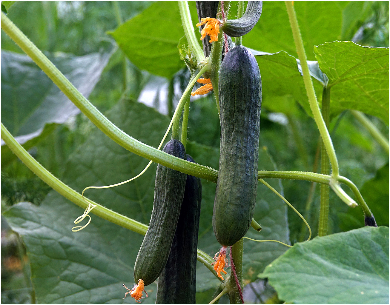 Image of Cucumis sativus specimen.