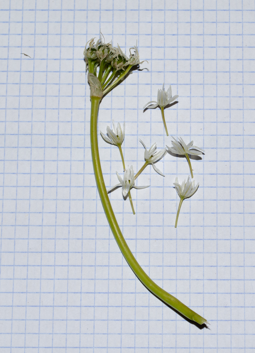 Image of Allium israeliticum specimen.