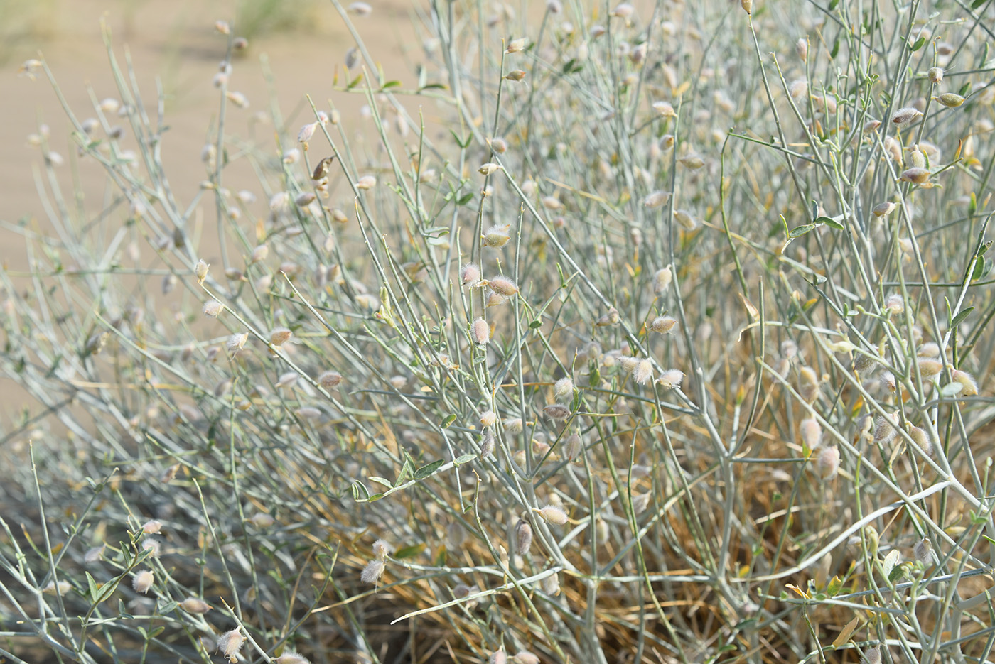 Изображение особи Astragalus cognatus.