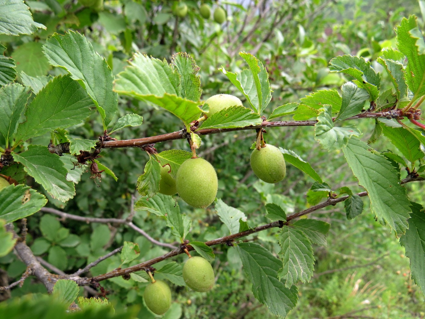 Image of Louiseania ulmifolia specimen.