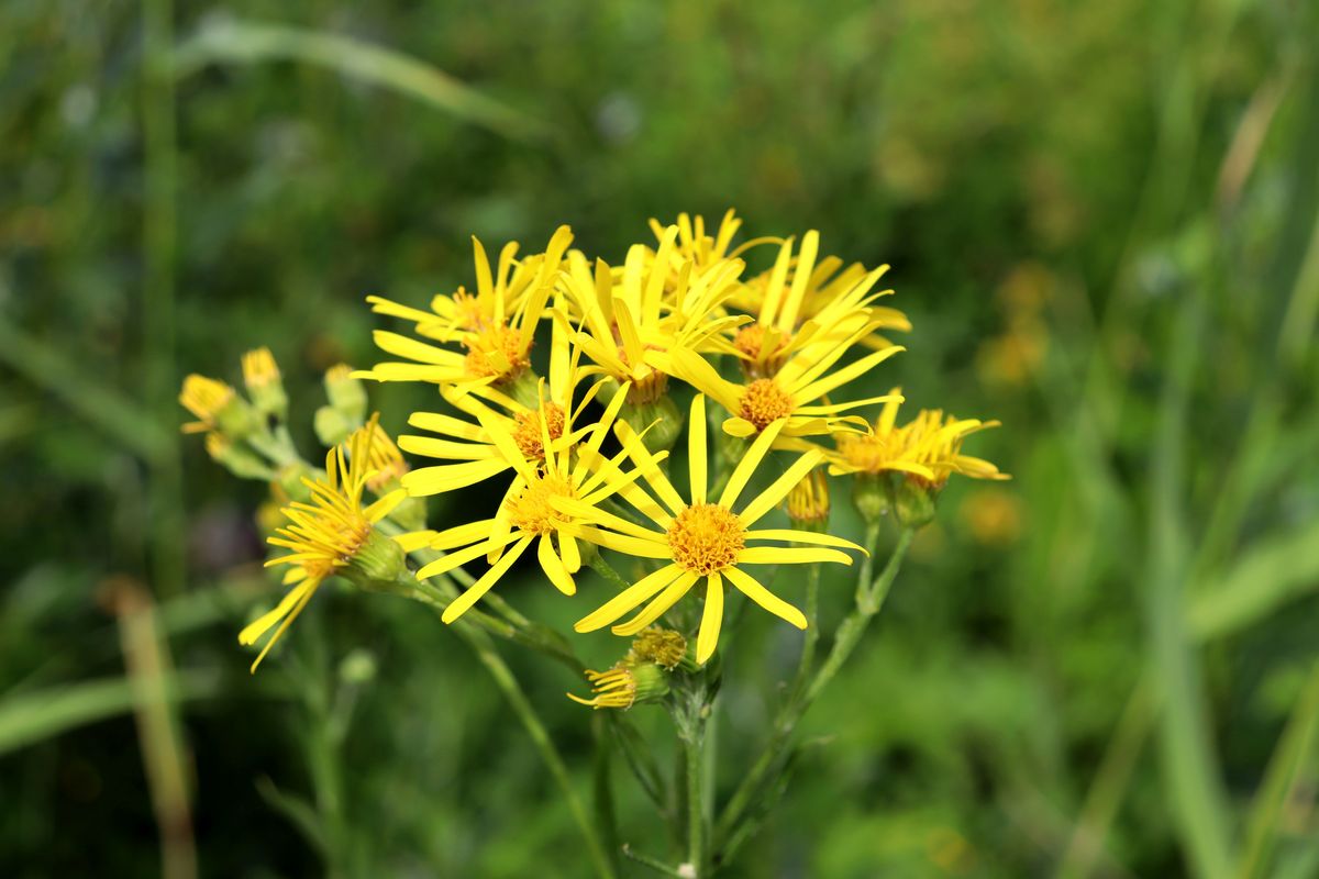 Image of Senecio paludosus specimen.