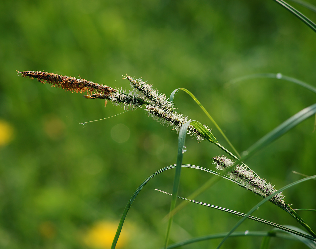 Изображение особи Carex acuta.