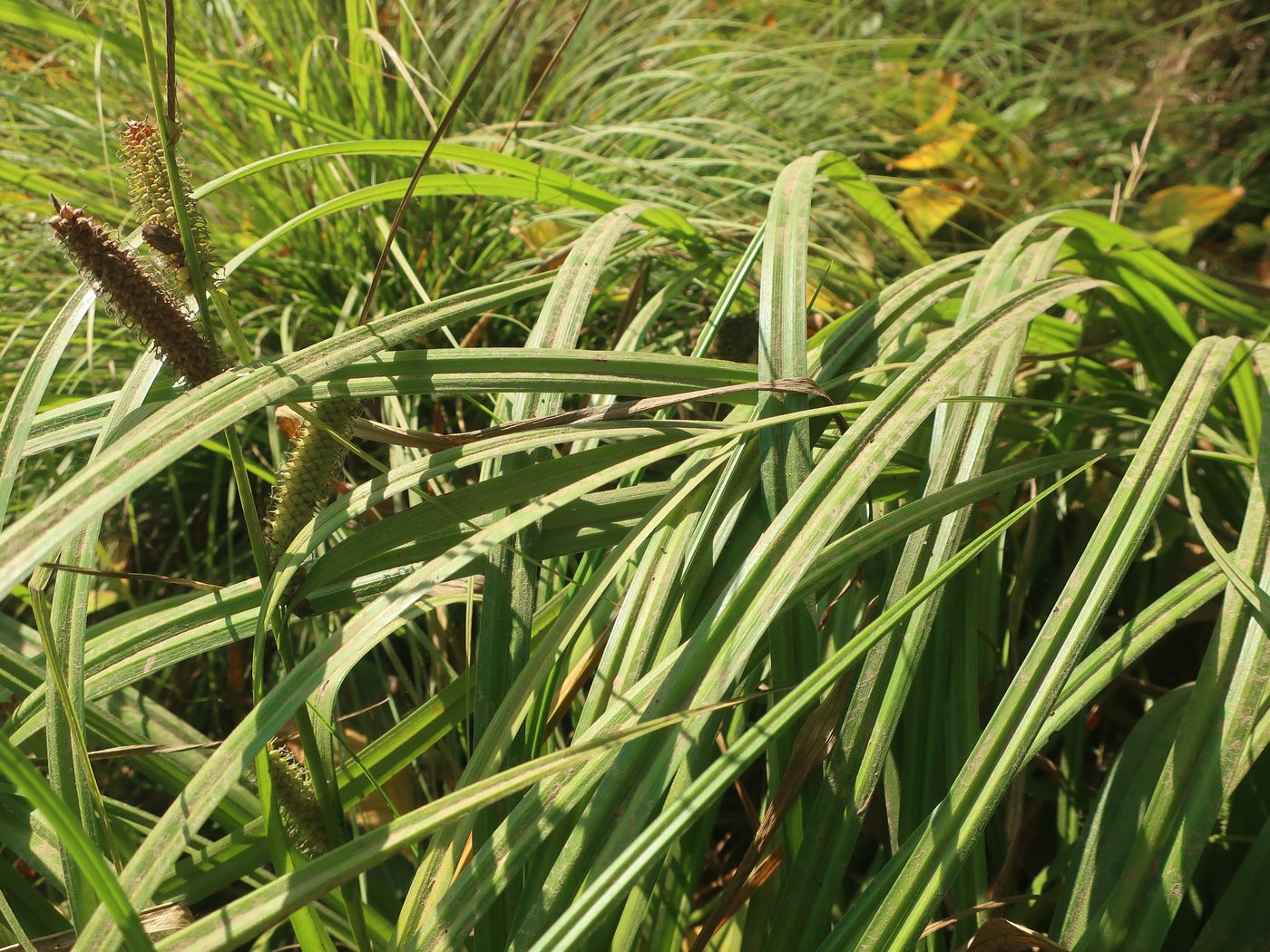 Image of Carex rhynchophysa specimen.