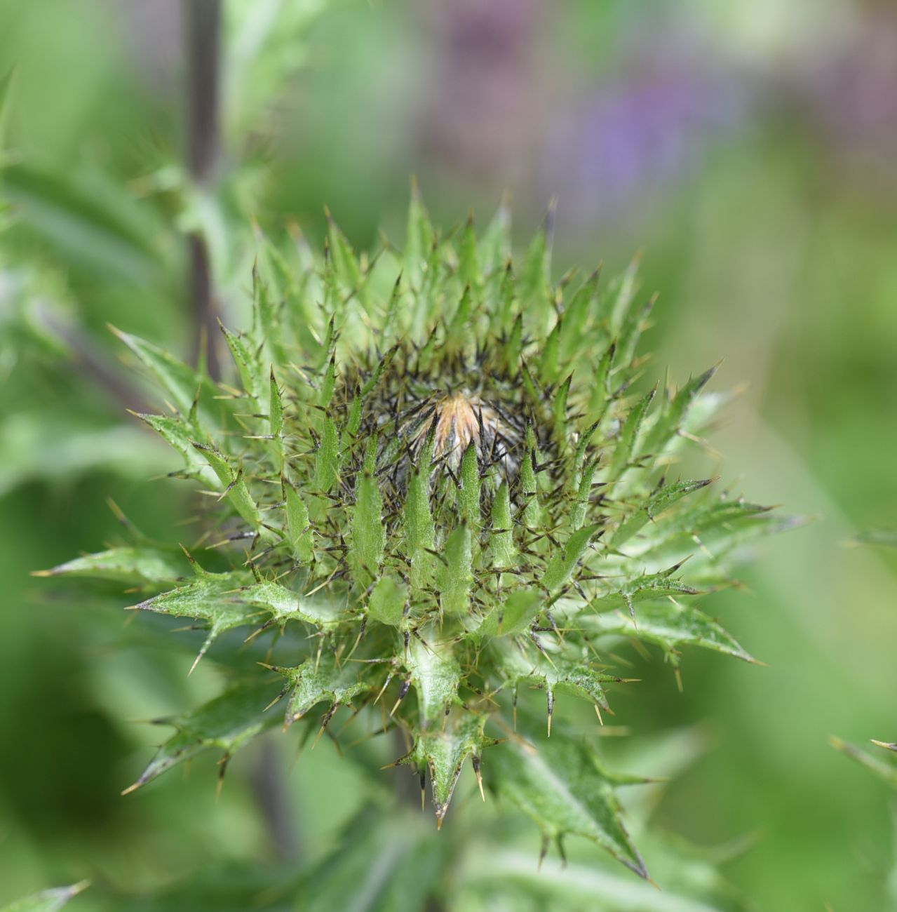 Изображение особи Carlina biebersteinii.