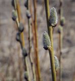 род Salix. Часть побега в начале цветения. Пермский край, Кунгурский р-н, окр. дер. Дейково, окр. ур. Греховская гора, обочина щебнистой дороги. 15.04.2023.