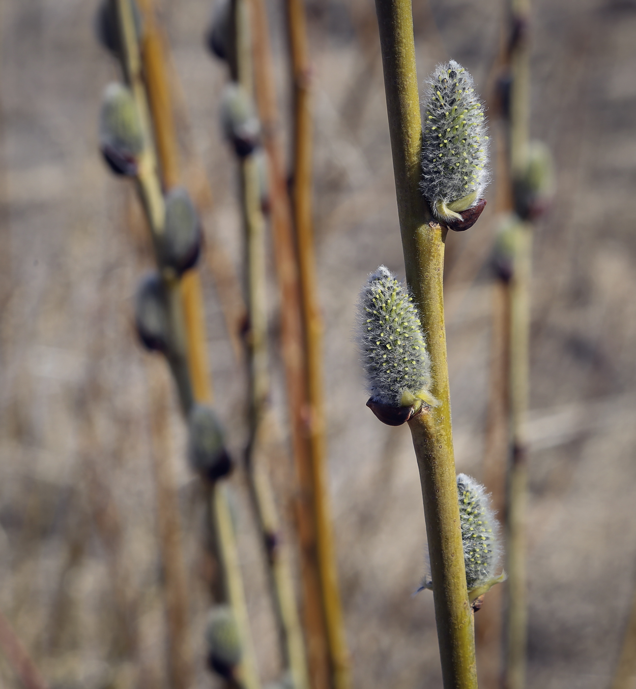 Image of genus Salix specimen.