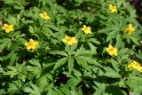 Anemone ranunculoides