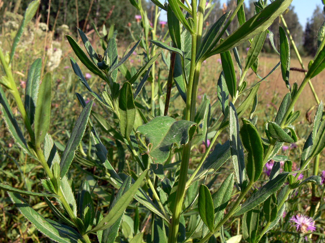 Изображение особи Cirsium setosum.