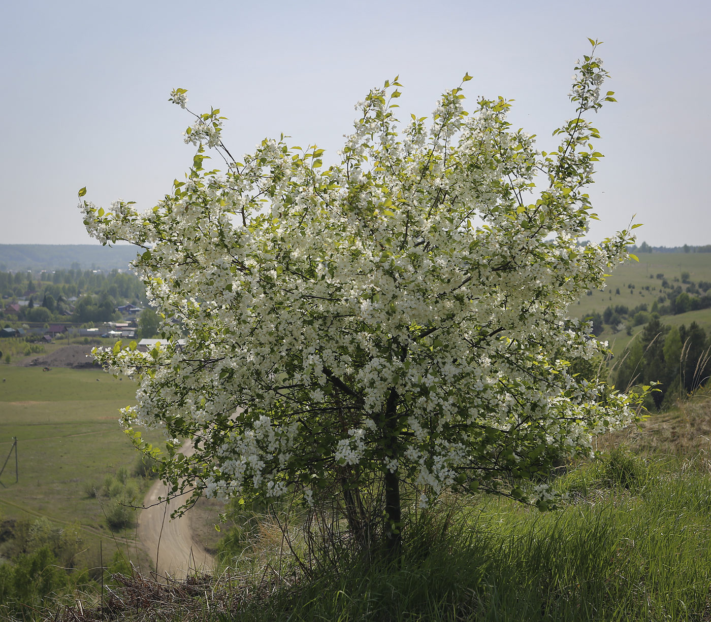 Изображение особи Malus domestica.