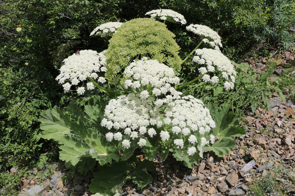 Image of genus Heracleum specimen.