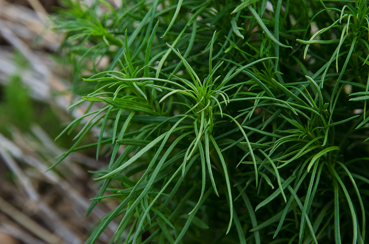 Изображение особи Galium verum.