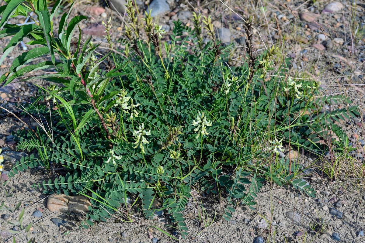 Изображение особи Astragalus schelichowii.