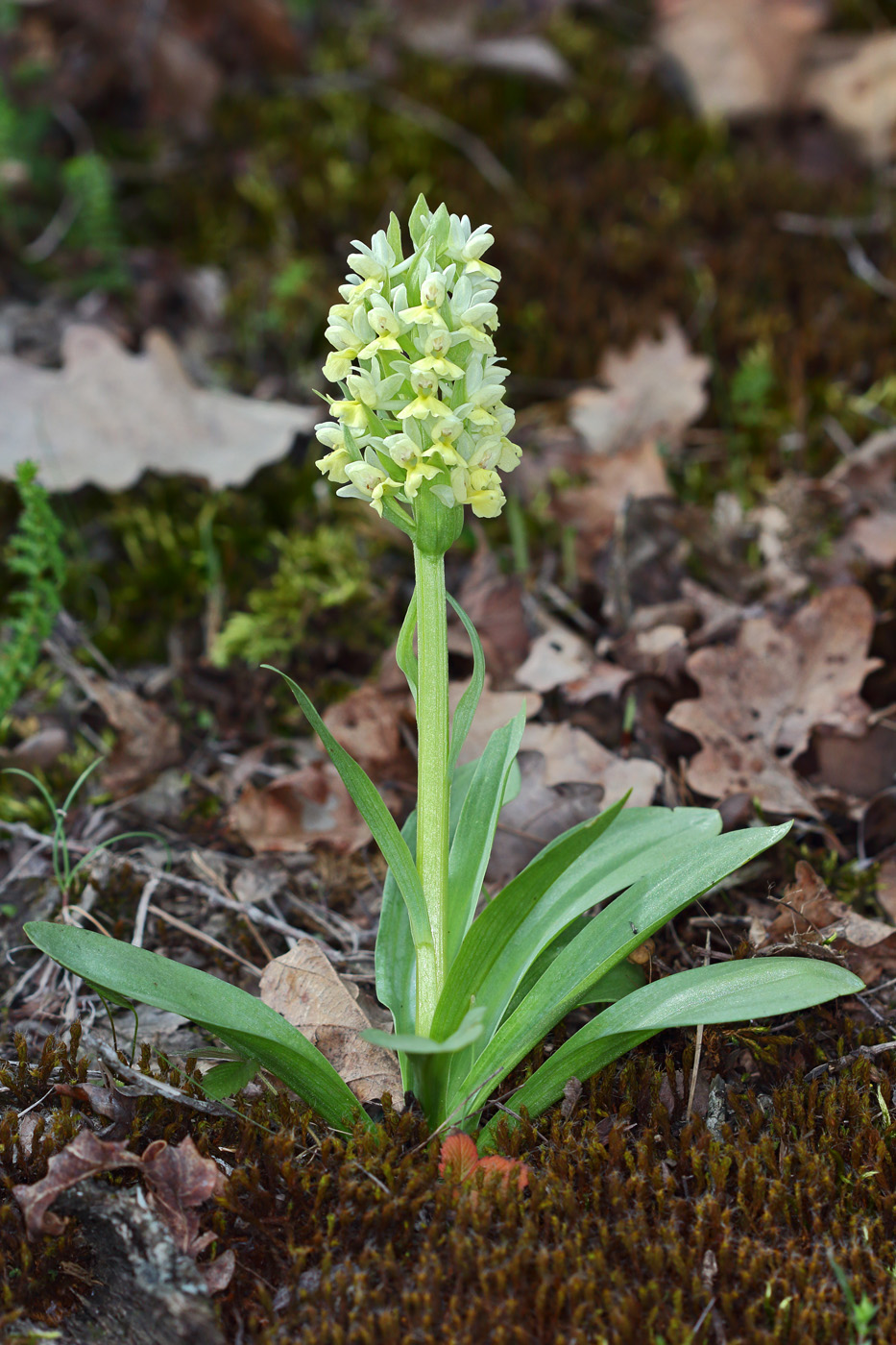 Изображение особи Dactylorhiza romana ssp. georgica.