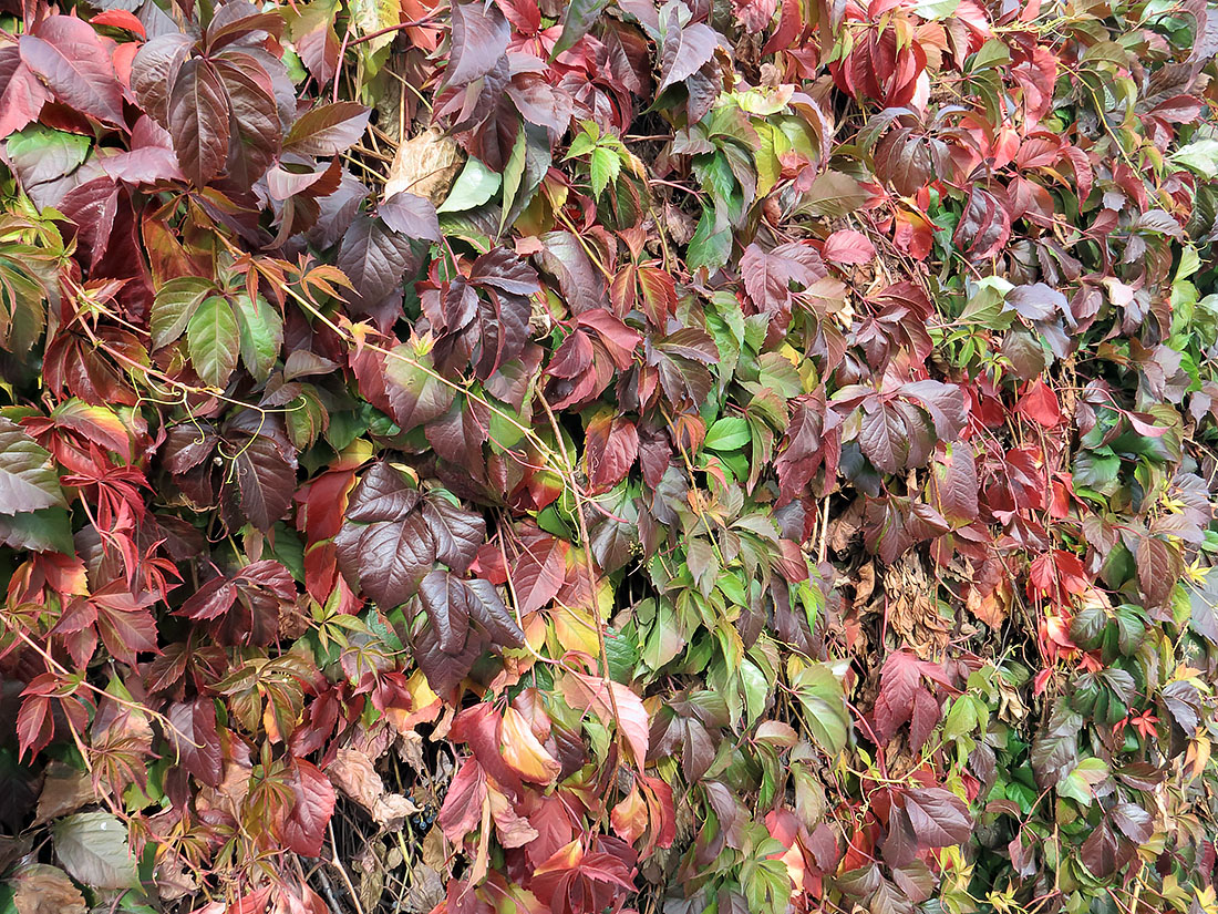 Image of Parthenocissus inserta specimen.