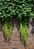 Parthenocissus tricuspidata. Вегетирующие растения с молодыми побегами на стене. Италия, Рим, в культуре. 23.06.2010.