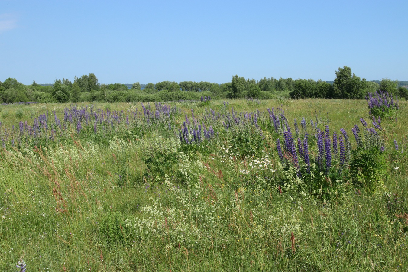 Изображение особи Lupinus polyphyllus.