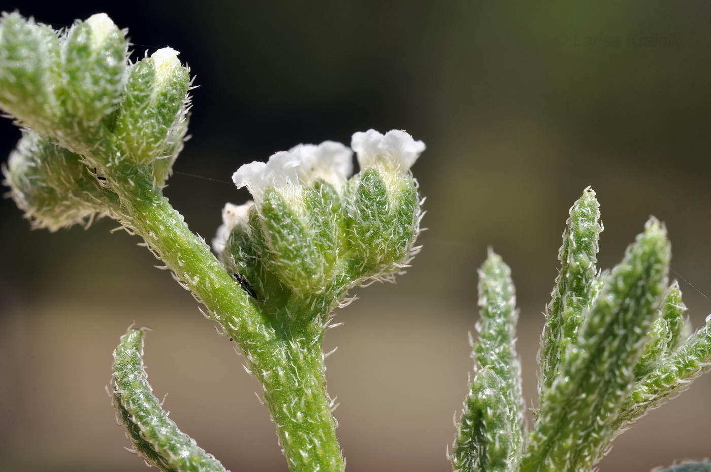 Image of Heliotropium bacciferum specimen.