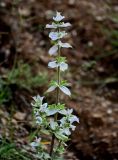 Salvia sclarea