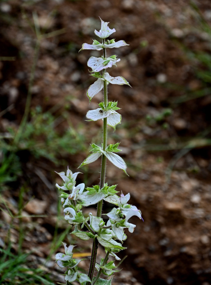 Изображение особи Salvia sclarea.