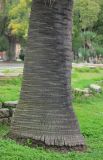 Butia capitata