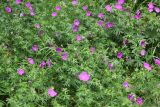 Смотреть изображение Geranium sanguineum