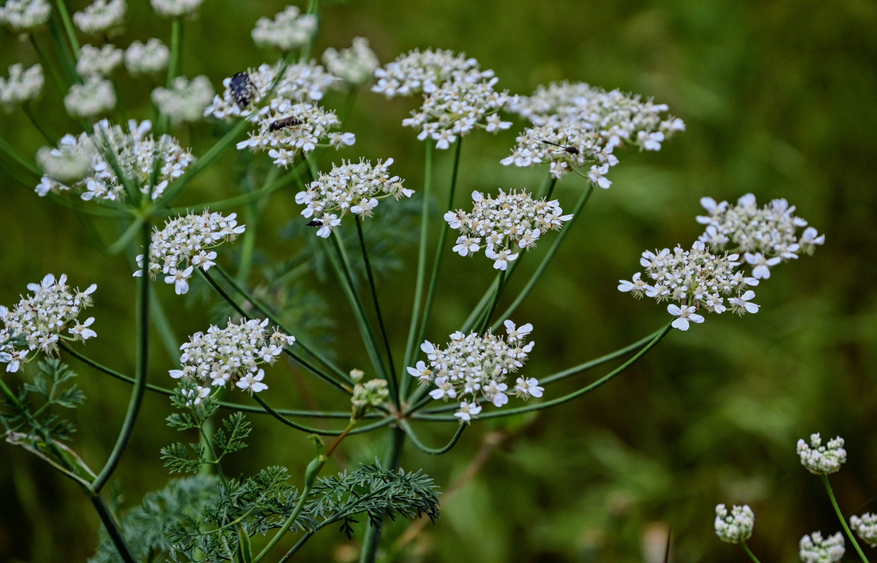 Image of Astrodaucus orientalis specimen.