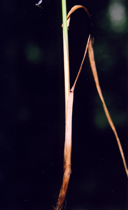 Изображение особи Festuca altissima.
