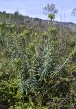 Euphorbia characias