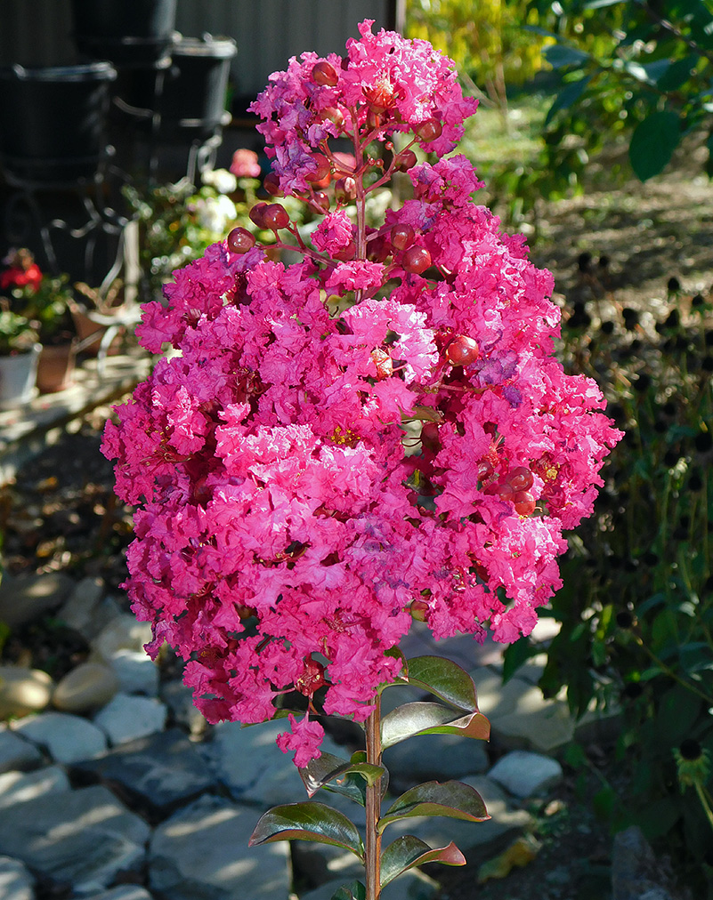 Image of Lagerstroemia indica specimen.