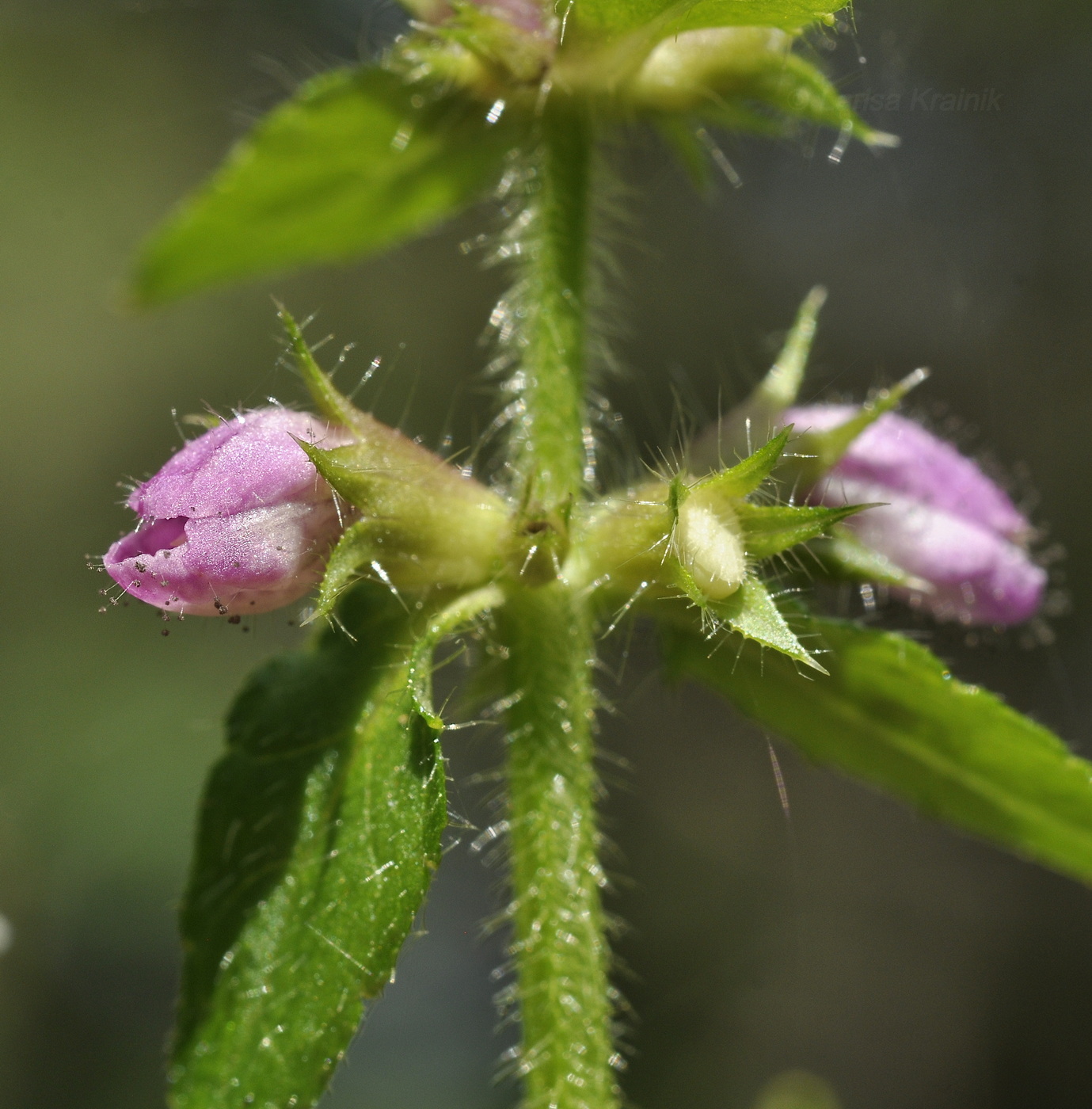 Image of Stachys aspera specimen.