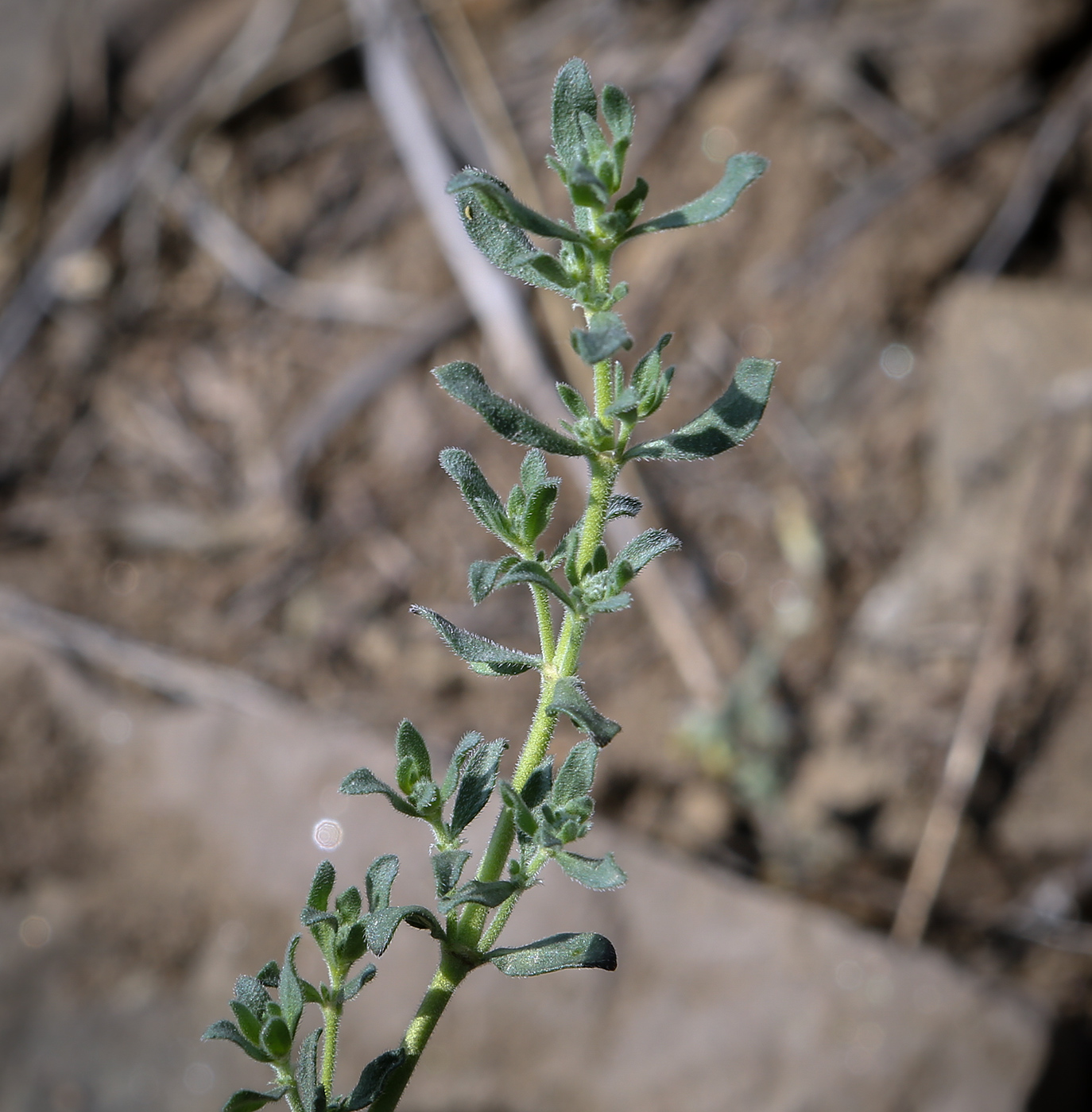 Image of class Magnoliopsida specimen.