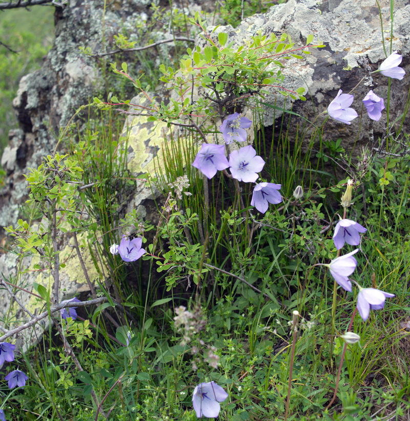 Image of genus Campanula specimen.