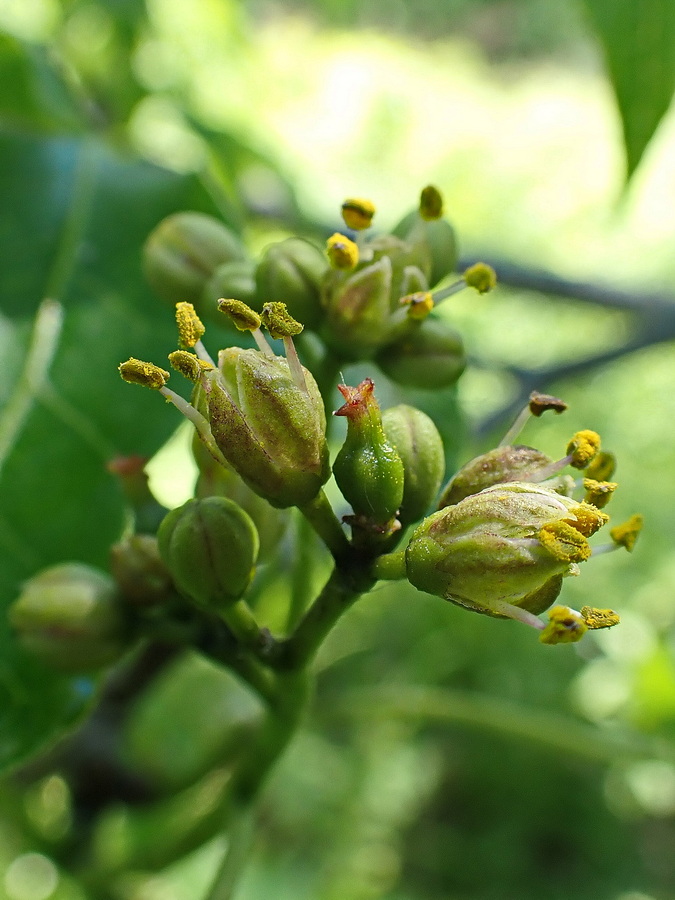 Изображение особи Phellodendron amurense.