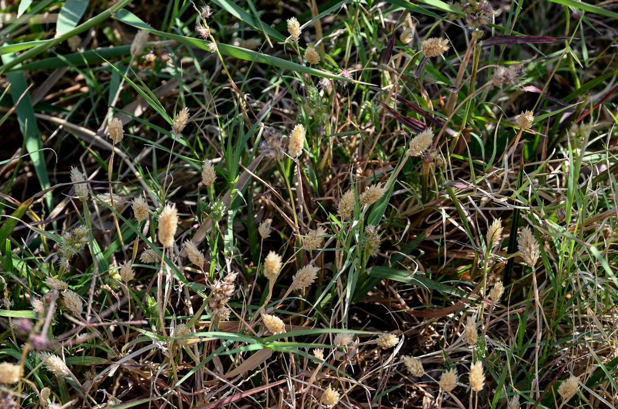 Изображение особи Phalaris minor.