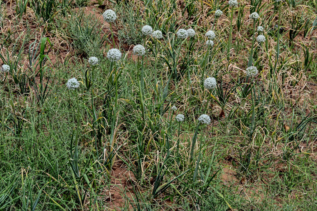 Image of Allium cepa specimen.