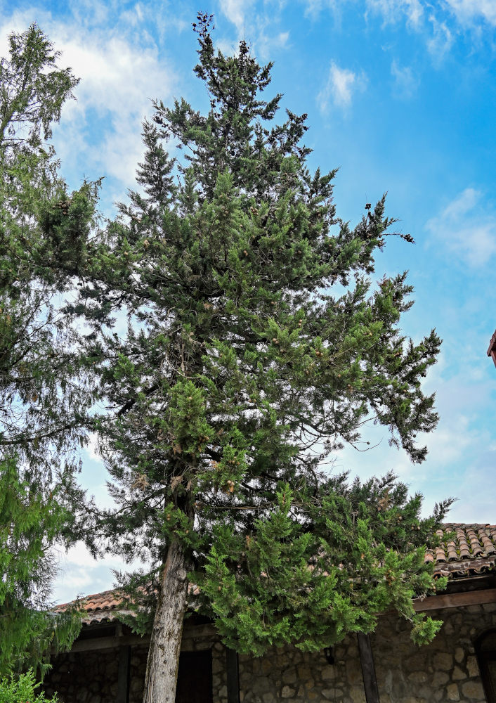 Image of Cupressus sempervirens specimen.