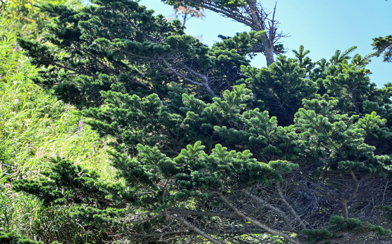 Image of Abies sachalinensis specimen.