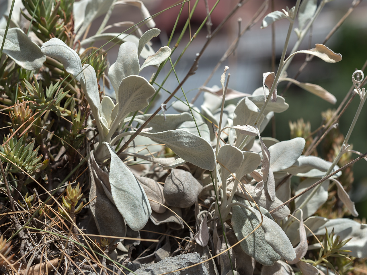 Image of Inula heterolepis specimen.