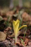 Sternbergia colchiciflora. Цветущее растение. Крым, Севастополь, ул. Адмирала Юмашева, старый газон. 22.09.2024.