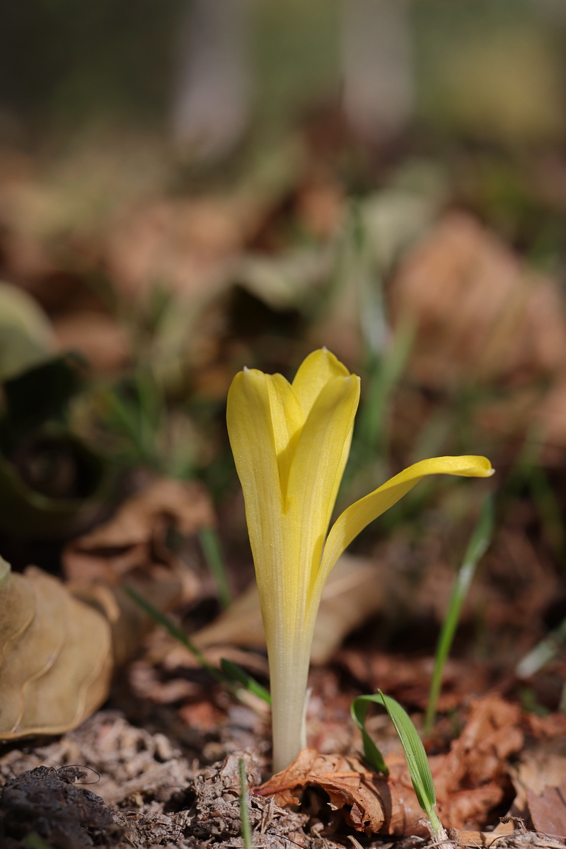 Image of Sternbergia colchiciflora specimen.