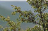 Juniperus rigida