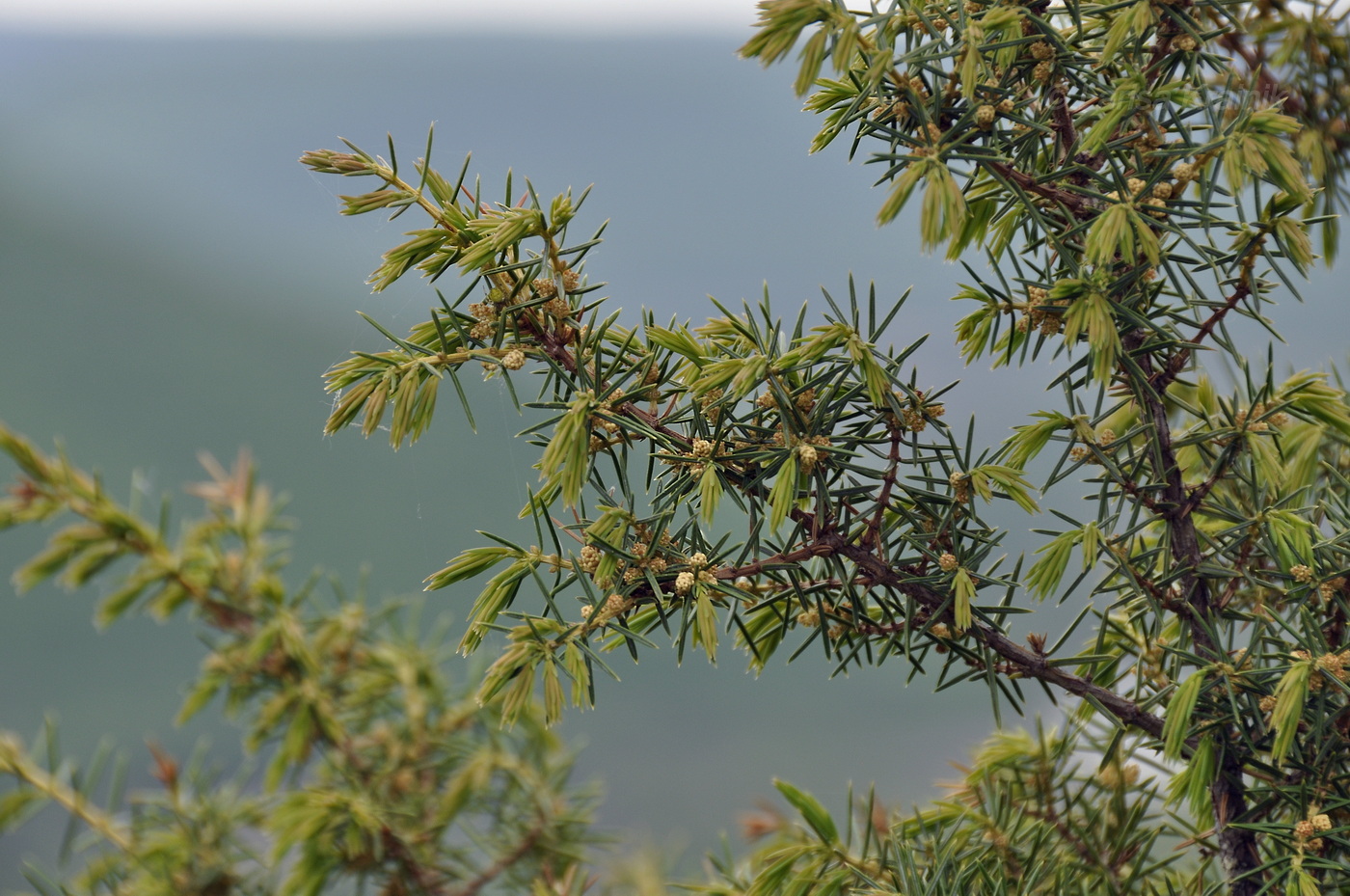 Изображение особи Juniperus rigida.